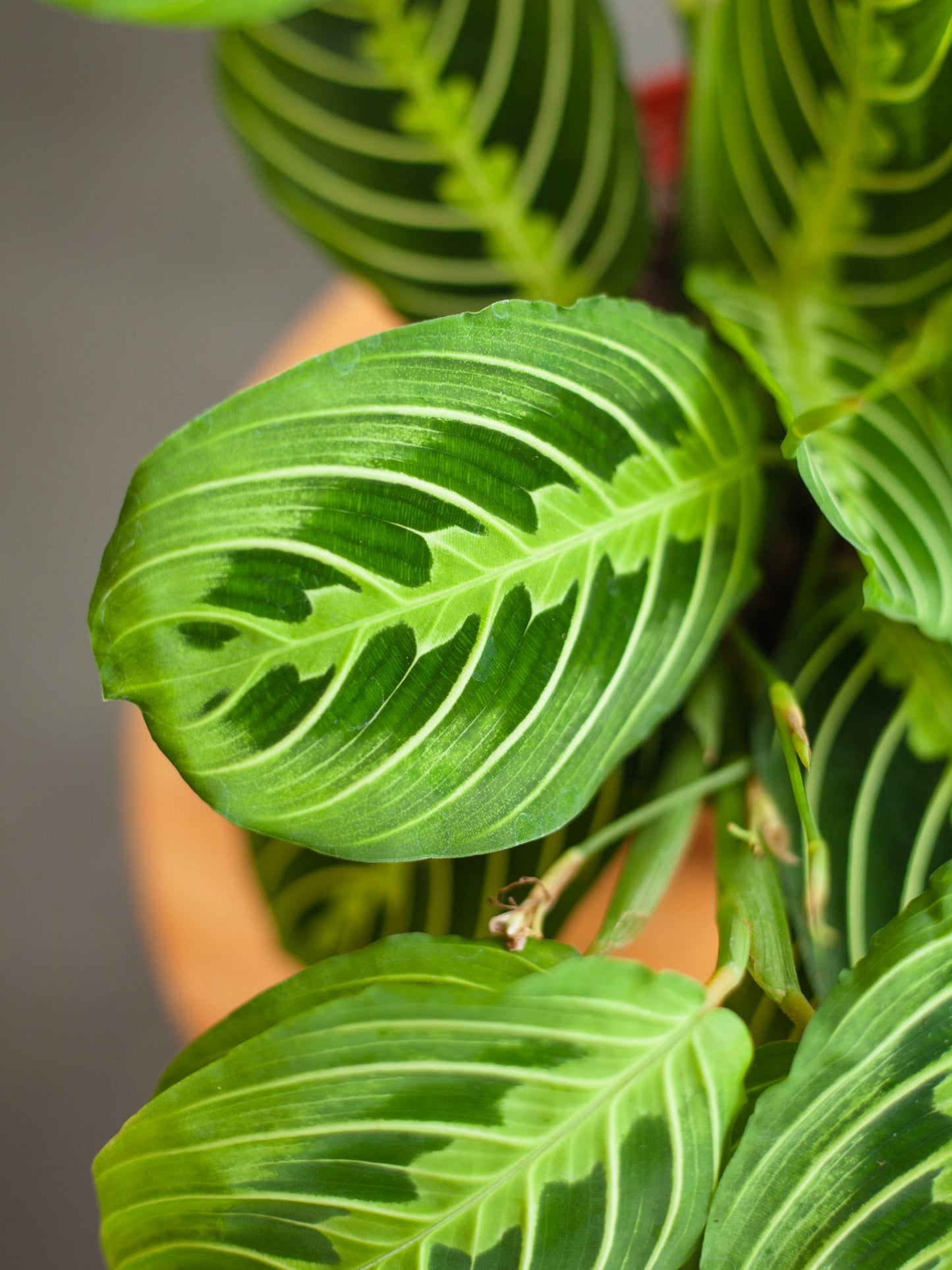 Maranta 'Lemon Lime' 6"