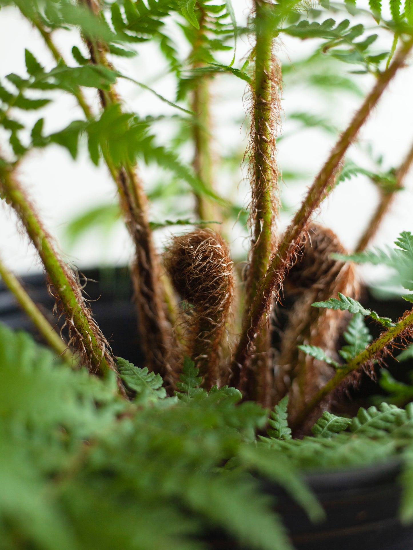 Australian Tree Fern 8"