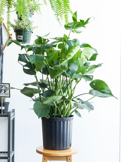 Monstera 'Deliciosa' 10"