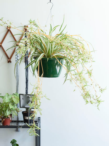 Spider Plant 10"