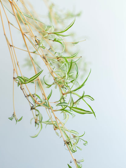 Spider Plant 10"