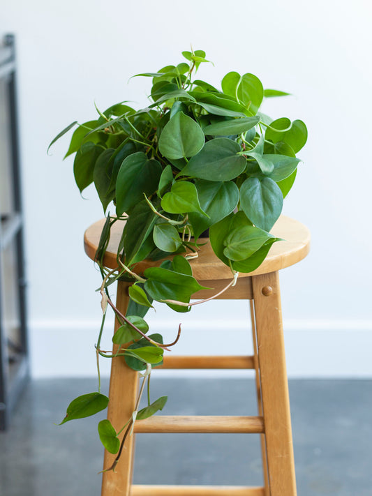 Philodendron 'Heart Leaf' 6"