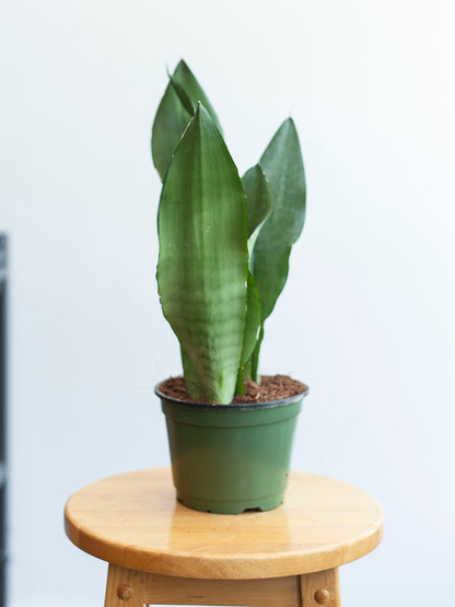 Sansevieria 'Moonshine' 6"