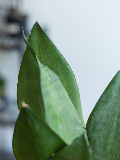 Sansevieria 'Moonshine' 6"