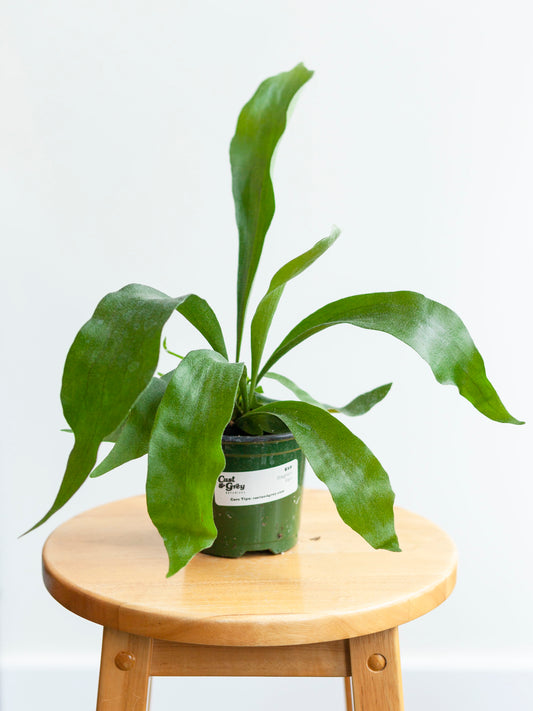 Staghorn Fern 4"