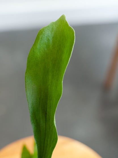Staghorn Fern 4"