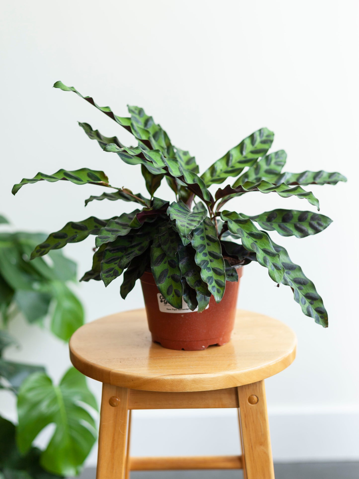 Calathea 'Rattlesnake' 6"