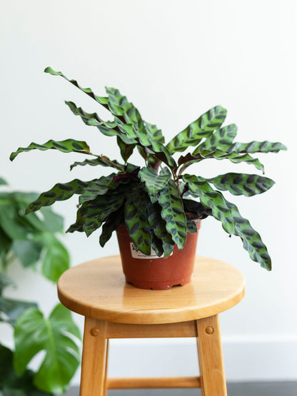 Calathea 'Rattlesnake' 6"