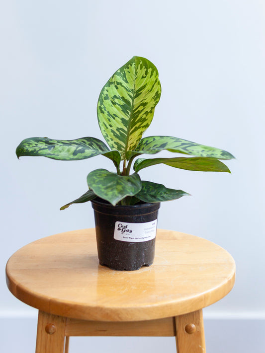 Homalomena 'Camouflage' 4"