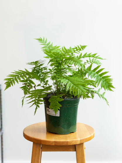 Ostrich Fern 6"