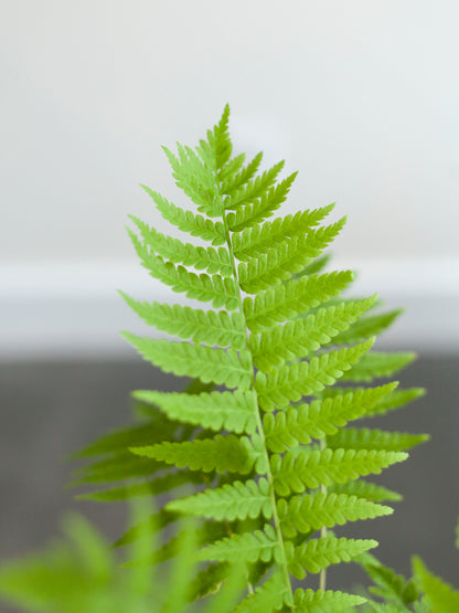 Ostrich Fern 6"