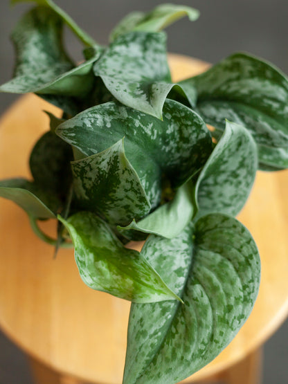 Scindapsus 'Silver Satin' 4"