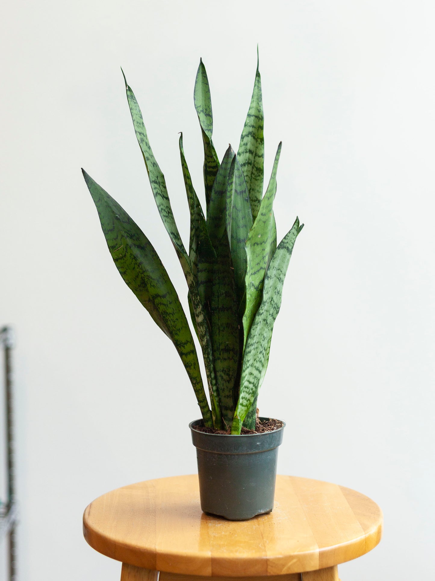 Sansevieria 'Zeylanica' 4"