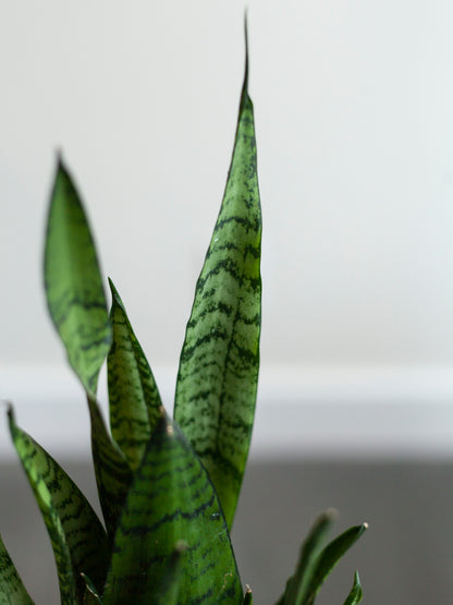 Sansevieria 'Zeylanica' 4"