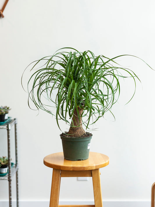 Ponytail Palm 6"