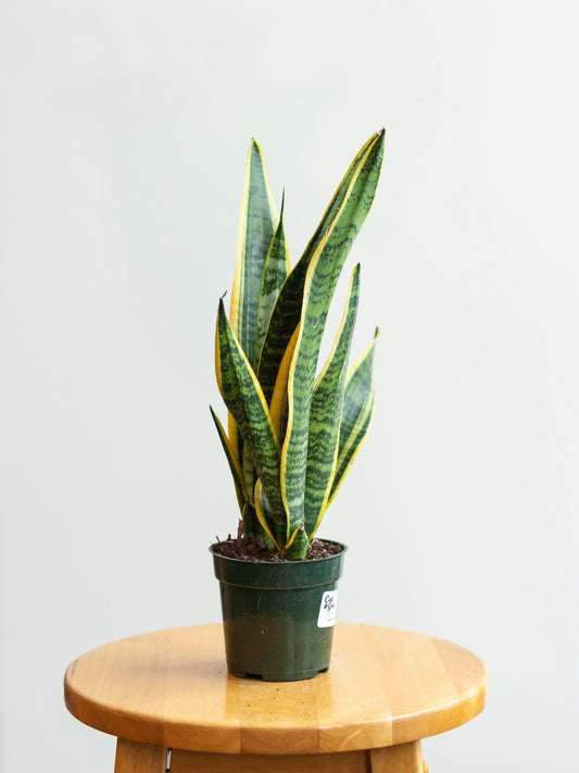 Sansevieria 'Laurentii' 4"