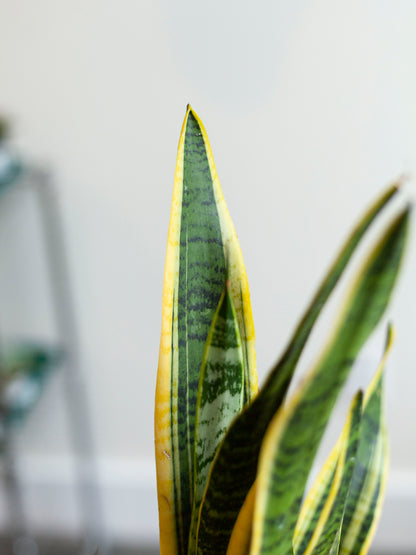 Sansevieria 'Laurentii' 4"