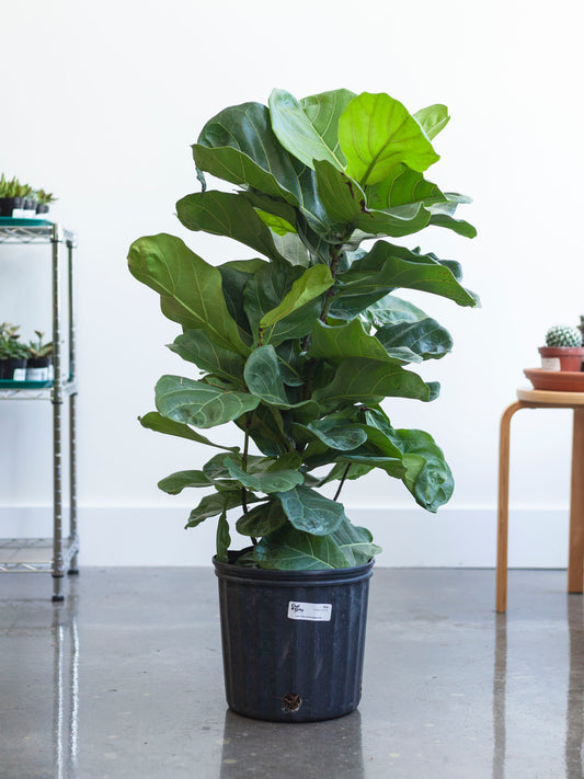 Fiddle Leaf Fig 10"