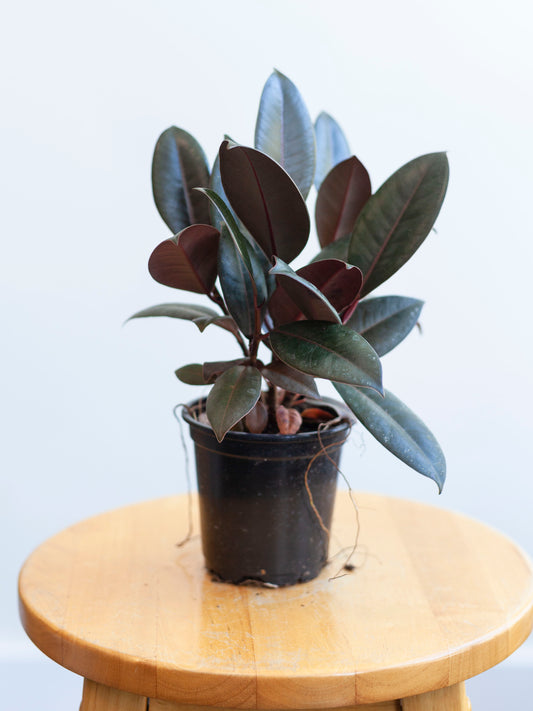 Rubber Tree 4"