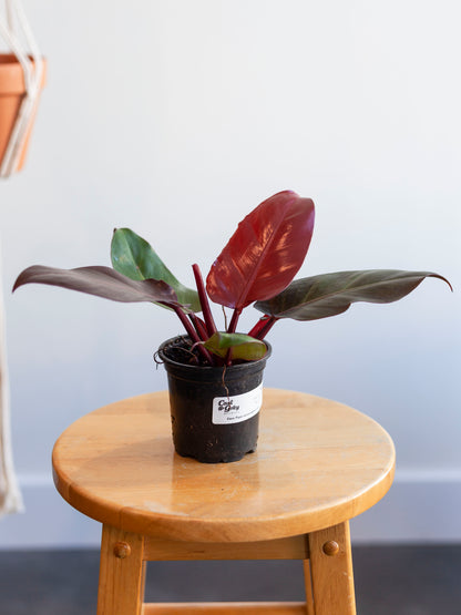 Philodendron 'Red Cherry' 4"