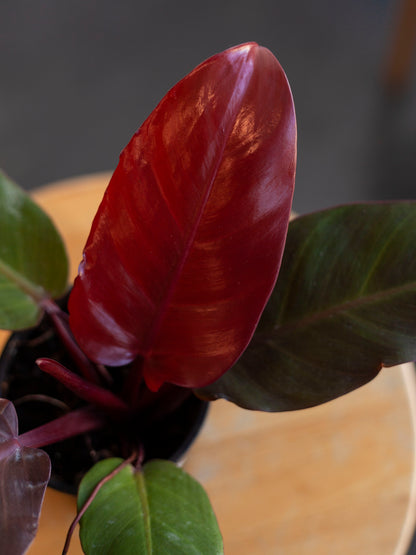 Philodendron 'Red Cherry' 4"