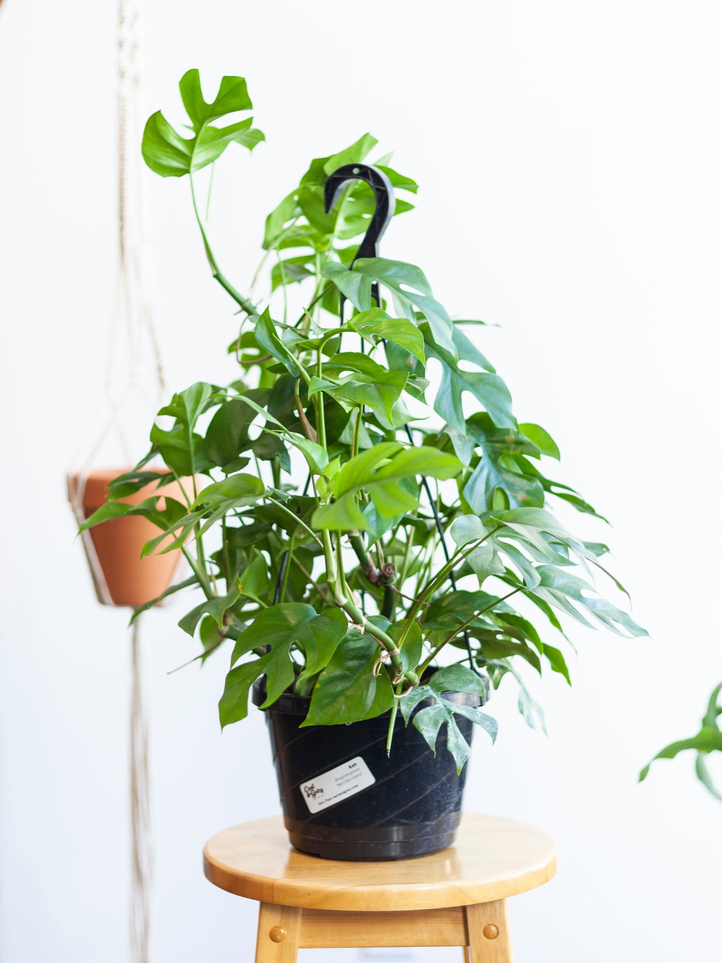 Rhaphidophora 'Tetrasperma' "Mini Monstera