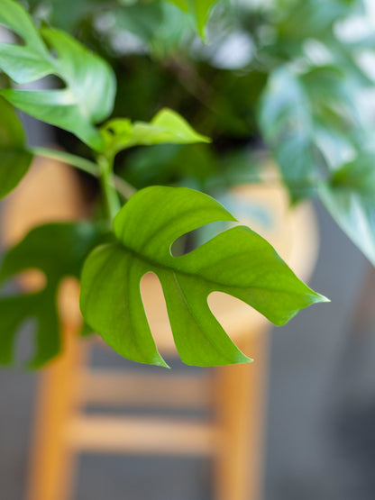 Rhaphidophora 'Tetrasperma' "Mini Monstera