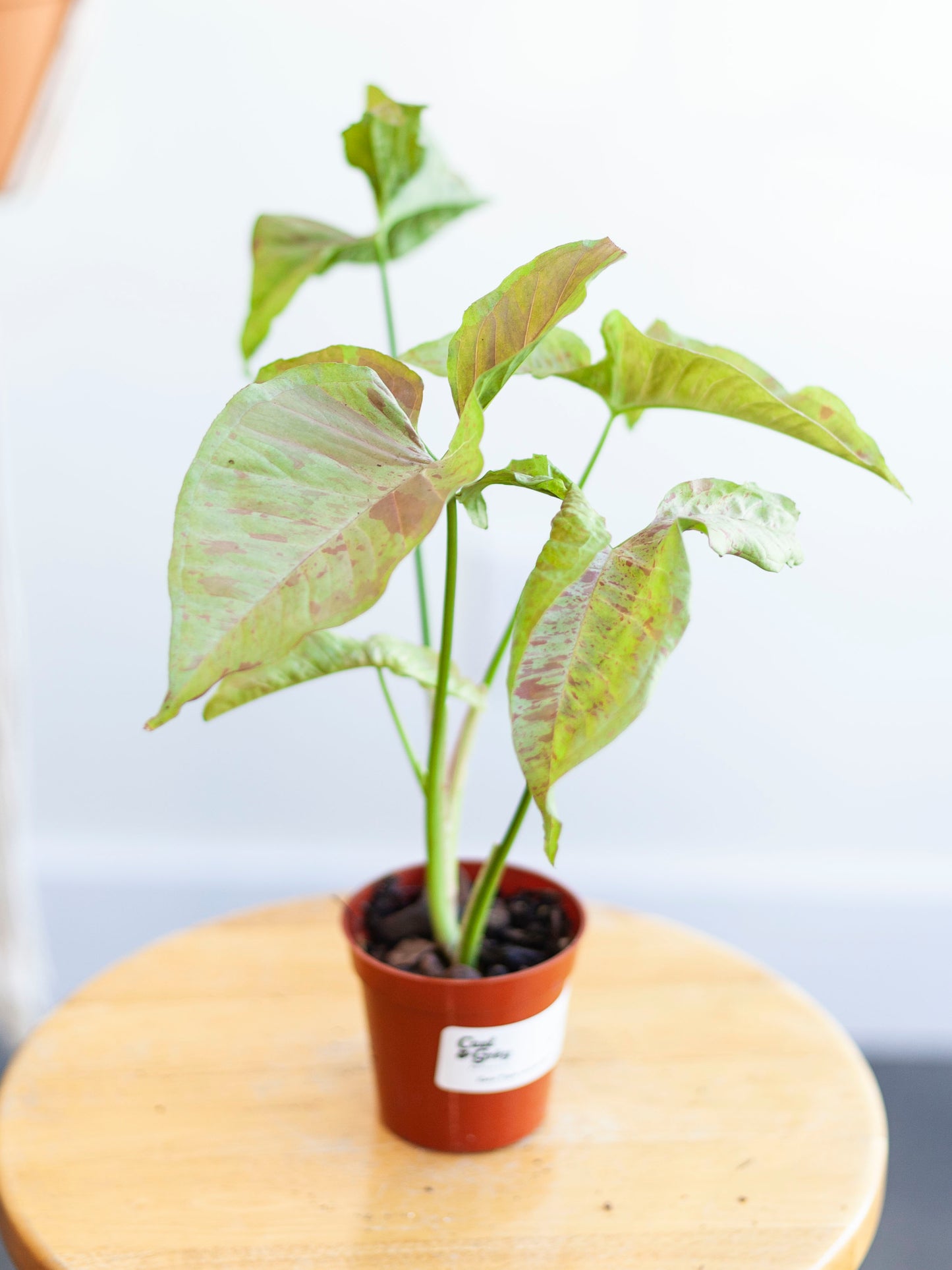 Syngonium 'Milk Confetti' 3"