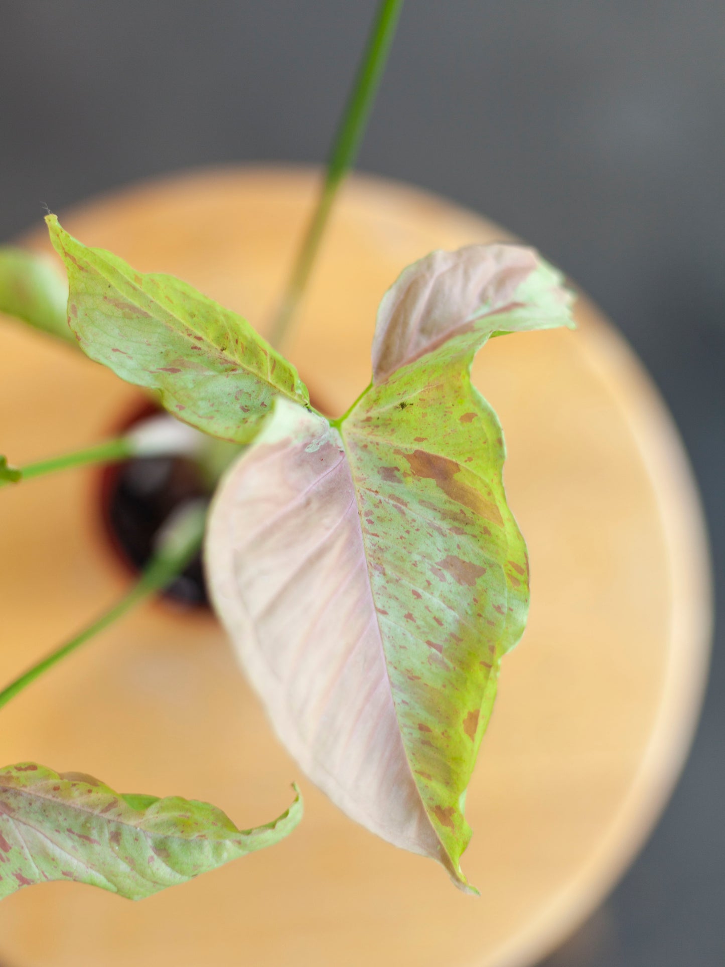 Syngonium 'Milk Confetti' 3"