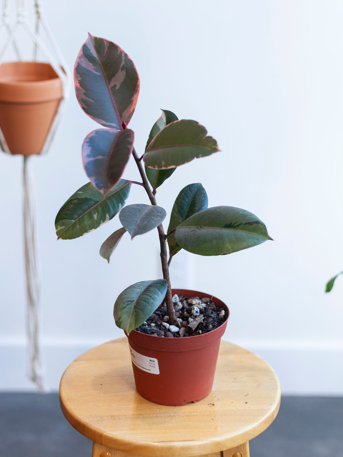 Ficus 'Ruby' 6"