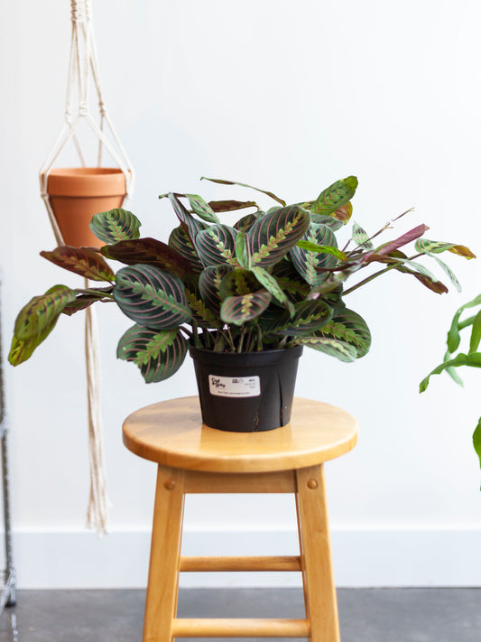 Maranta 'Red' 6"