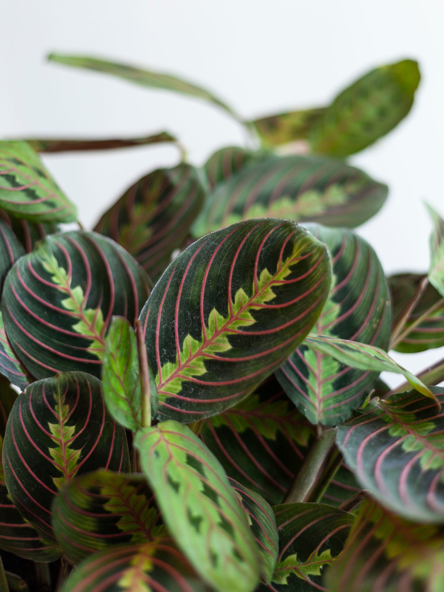 Maranta 'Red' 6"