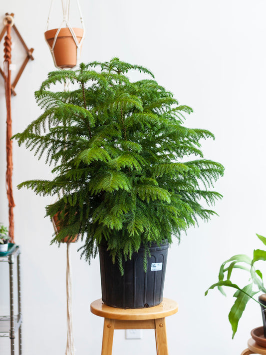 Norfolk Island Pine 10"