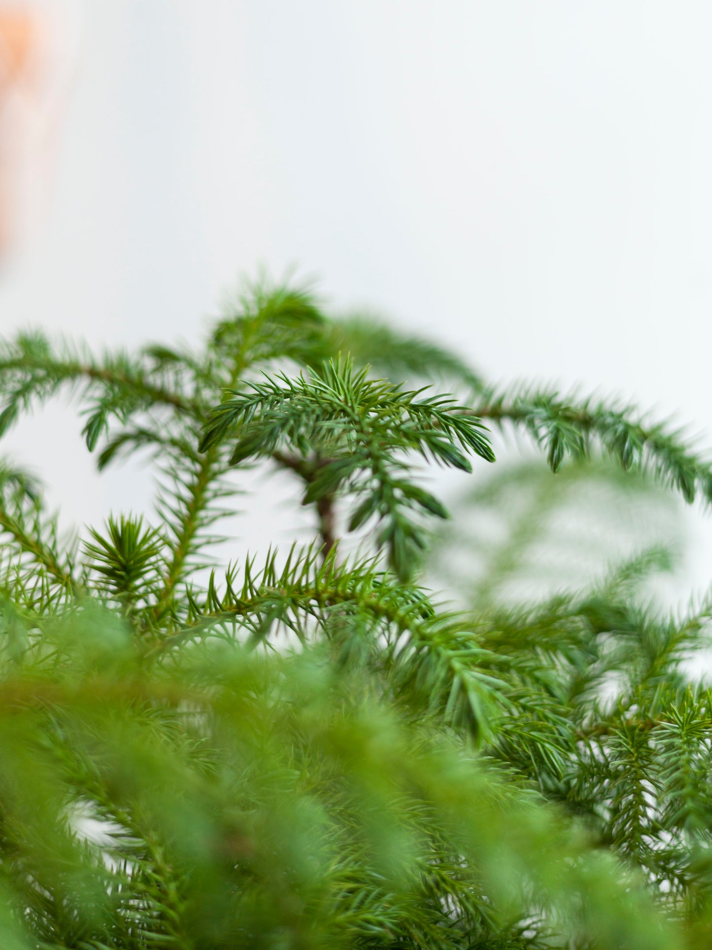 Norfolk Island Pine 10"