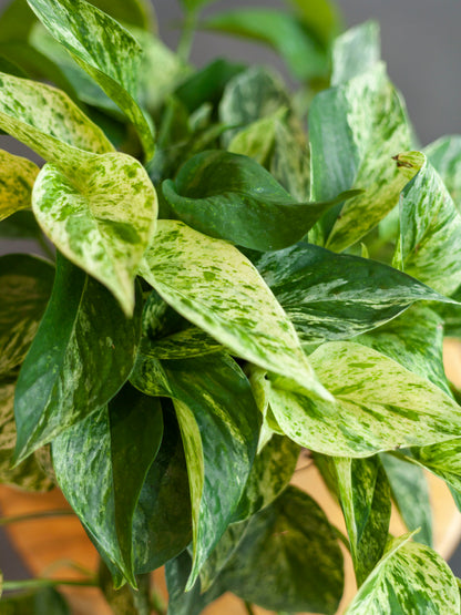 Pothos 'Marble Queen' 6"