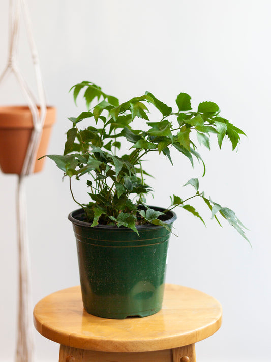 Holly Fern 6"