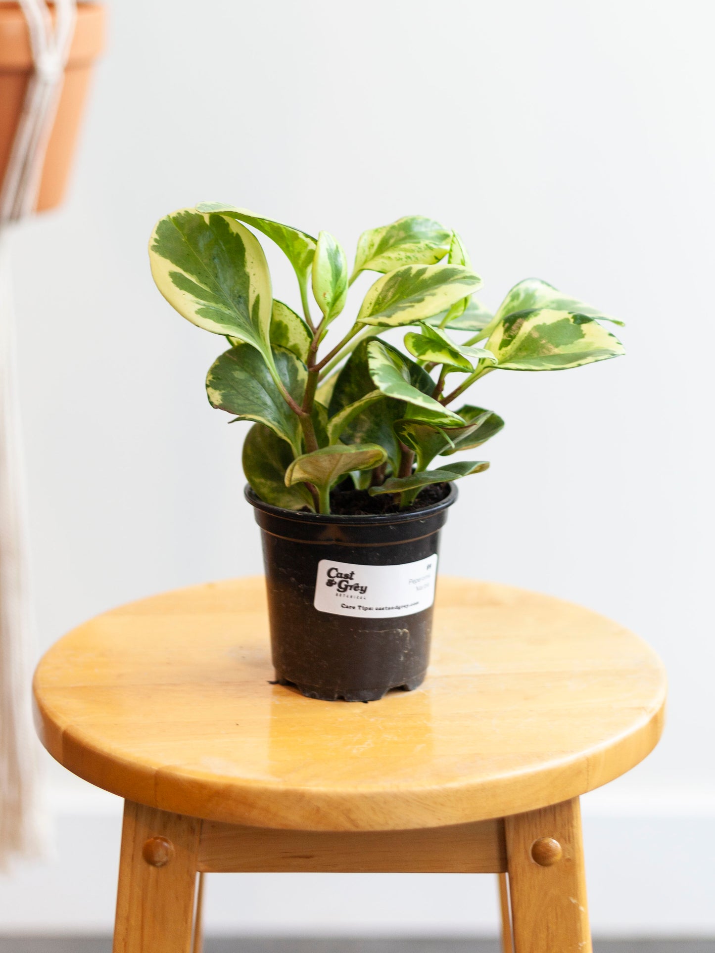 Peperomia 'Marble' 4"