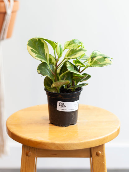 Peperomia 'Marble' 4"