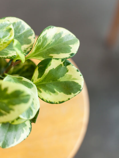 Peperomia 'Marble' 4"