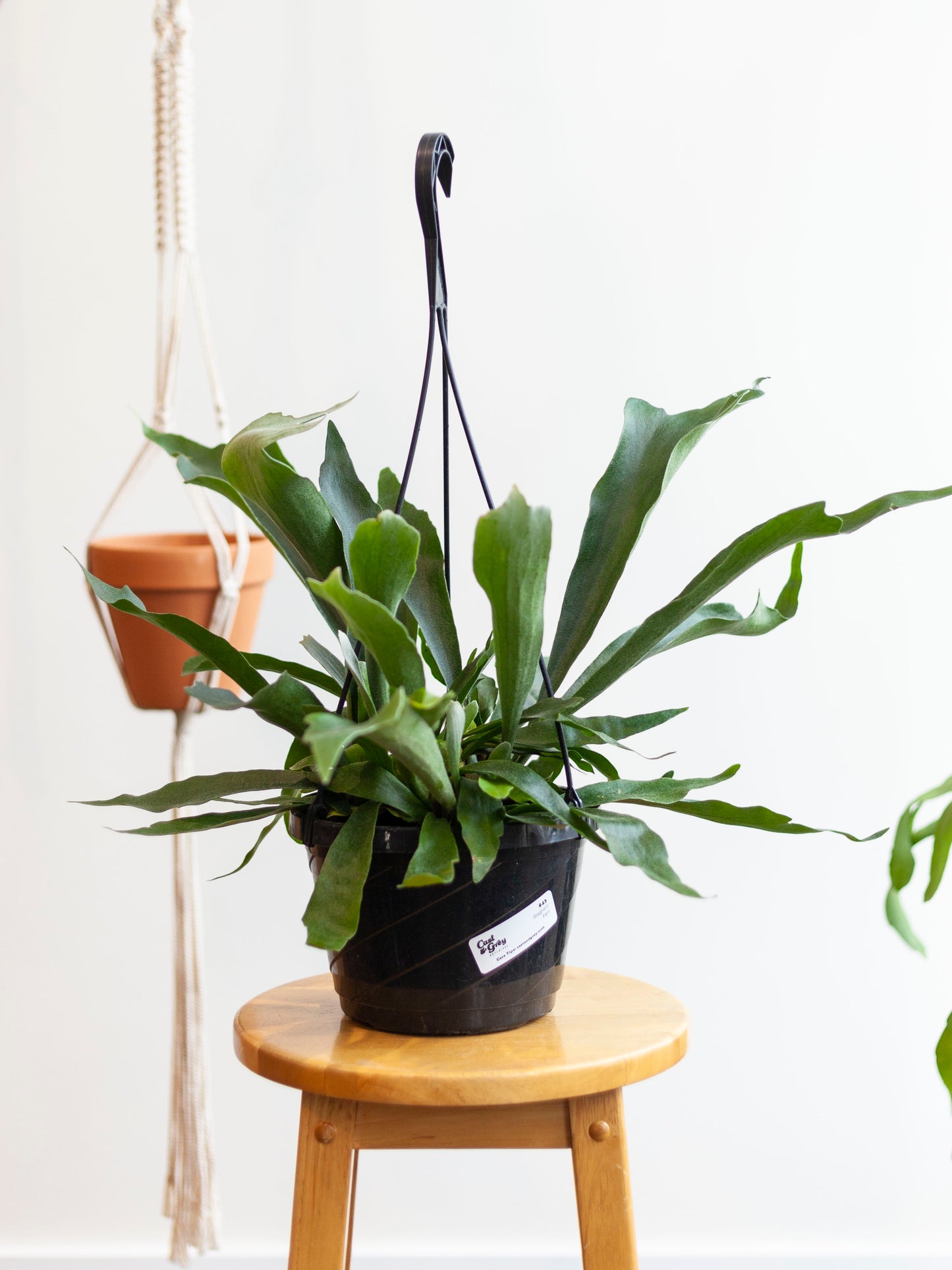 Staghorn Fern Hanging Basket 8"