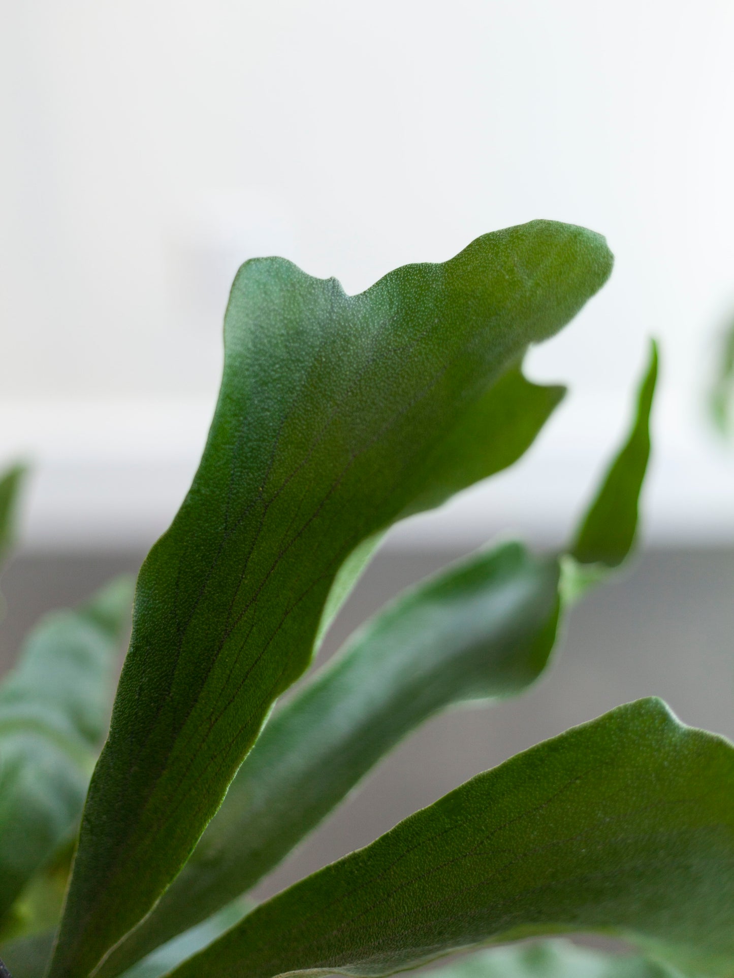 Staghorn Fern Hanging Basket 8"