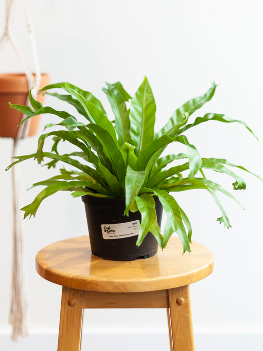 Birds Nest Fern 6"