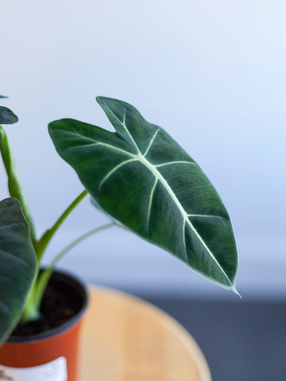 Alocasia 'Frydek' 4"