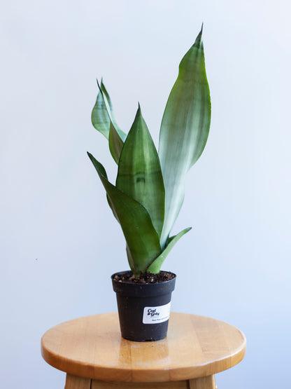 Sansevieria 'Moonshine' 4"