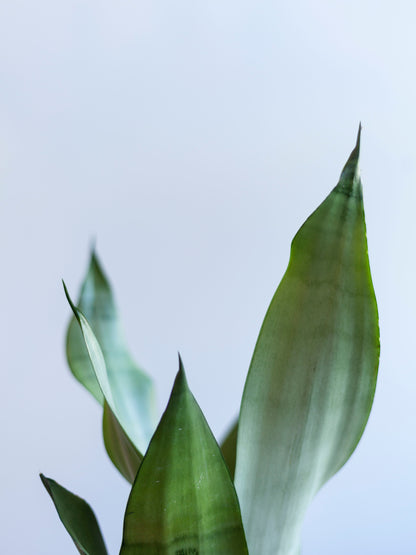 Sansevieria 'Moonshine' 4"