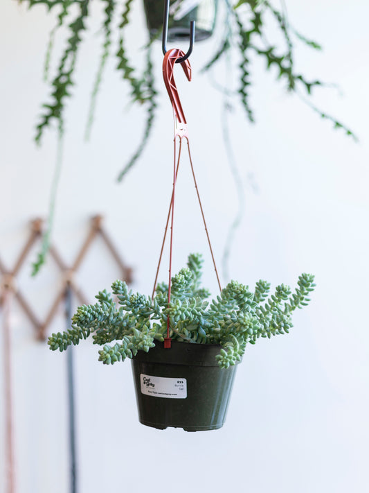 Burro Tail Hanging Basket 6"