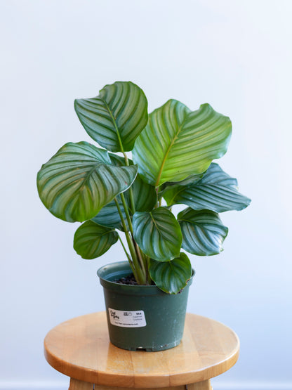 Calathea 'Orbifolia' 6"