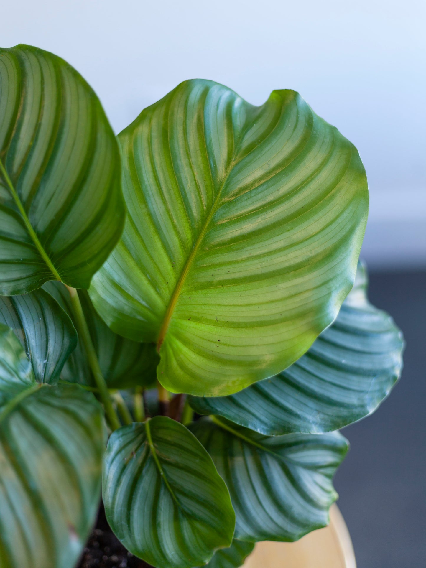 Calathea 'Orbifolia' 6"