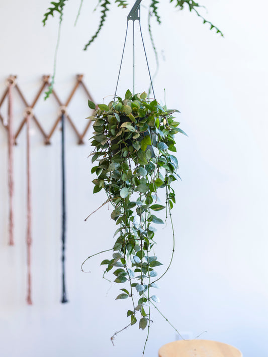 Hoya 'Krohniana Silver' Hanging Basket 6"