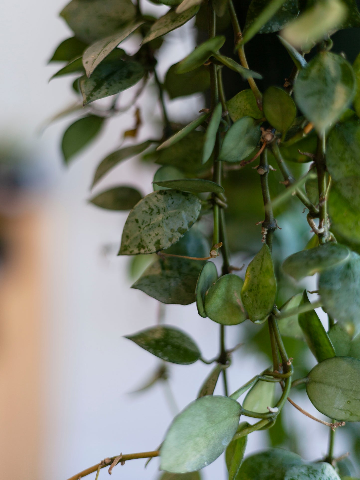 Hoya 'Krohniana Silver' Hanging Basket 6"